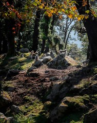 Wildlife of Himalaya