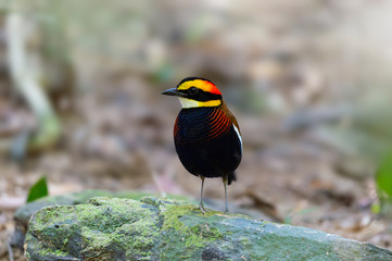Colourful male malayan banded pitta bird. .Close up of beautiful vivid color  pitta bird standing on rock in tropical forest ,front view.