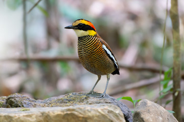 Colourful female malayan banded pitta bird. Close up of beautiful vivid color  pitta bird standing...