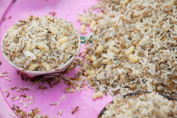 Ant egg sale in the market