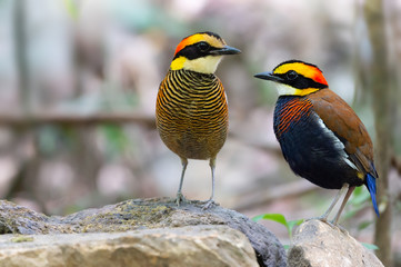 Colourful male and female malayan banded pitta bird. .Close up pair of beautiful vivid color pitta birds standing side by side on rock in tropical forest ,male on side view.