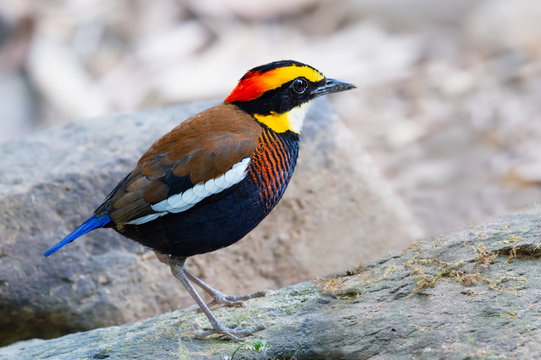 Colourful male malayan banded pitta bird. Close up of beautiful vivid color  pitta bird standing on rock in tropical forest ,side view. .