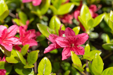 背景素材として使えるサツキ