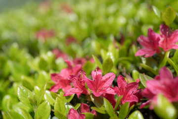 背景素材として使えるサツキ