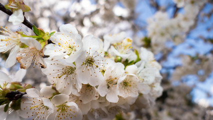 white cherry tree blossom