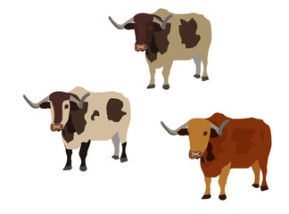 three different ox. Vector illustration for an isolated group of oxs.