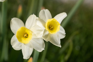 Gelb-weiße Narzissen Blüten  im Detail 