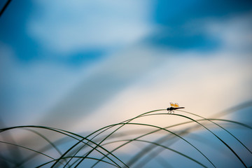 Dragonfly on grass evening