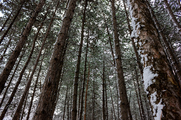 Backgrounds and textures New Year. The first snow in the forest among fir trees and deciduous trees. Winter snow on the nature.