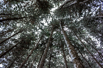 Backgrounds and textures New Year. The first snow in the forest among fir trees and deciduous trees. Winter snow on the nature.