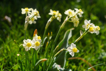 Gelb-weiße Narzissen Blüten  in der Wiese