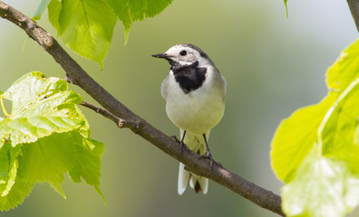 White wagtail, Motacilla alba. Spring sunny morning. Adult bird sitting on a tree branch