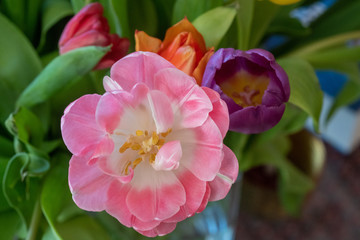 Rosa Tulpenblüte  im Strauß, Detail