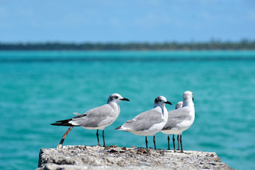 grey and white birds on the rock, with sea water in the background