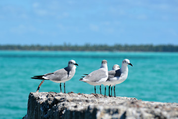 seagulls sitting on the rock, with sea as a background
