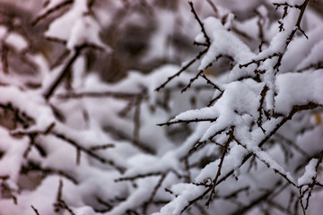 The first autumn snow fell, tree branches in the snow.