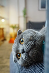 Cute scottish fold cat portrait close up view looking at camera