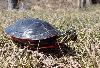 Painted Turtle in the wilderness