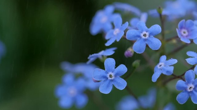 Beautiful small blue forget-me-nots on background of green leaves under natural light. Rain water drops are falling over flowers forget me not, slow motion, macro, close up. It's raining. Flowers sway