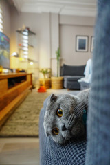 Cute scottish fold cat portrait close up view looking at camera
