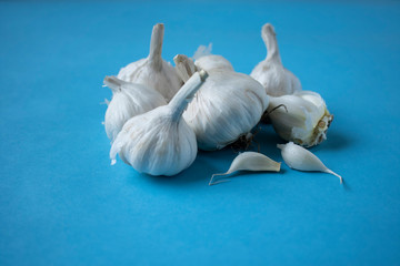 garlic and garlic cloves, isolated, blue background closeup view.