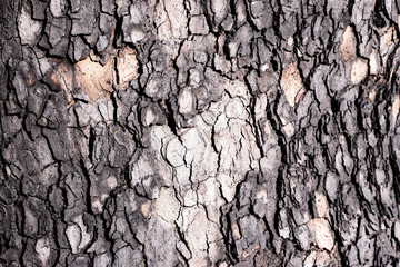 Natural wooden background illuminated with morning sun light.