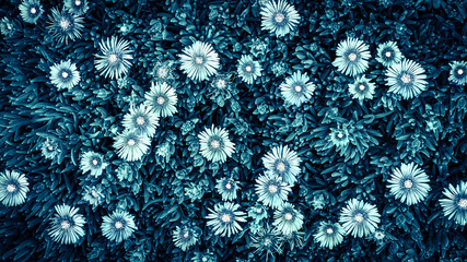 花の背景テクスチャー（モノトーン）

