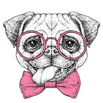 Hand drawn vintage retro hipster style sketch of cute funny Pug Dog in glasses. Vector Illustration