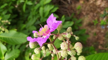 Beautiful flower