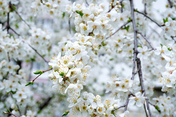 Spring flowers blossom close up view