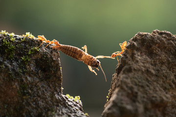 Red ants are eating together with other ants