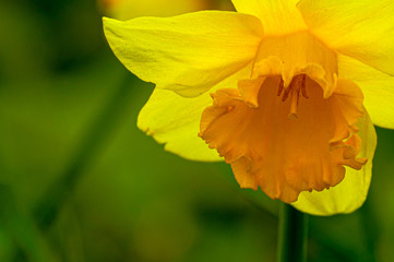 Spring in Ireland - Dublin, Ireland