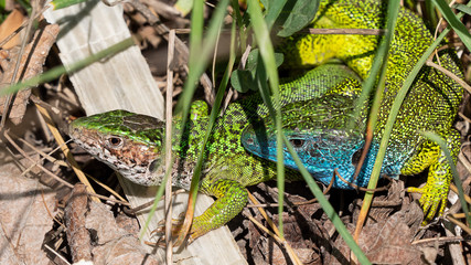 Smaragdeidechse/ Emerald Lizard