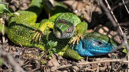 Smaragdeidechse/ Emerald Lizard