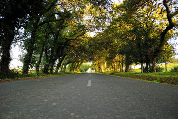 trees in road