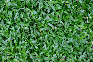 green grass background