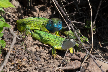 Smaragdeidechse/ Emerald Lizard
