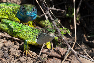 Naklejka na ściany i meble Smaragdeidechse/ Emerald Lizard