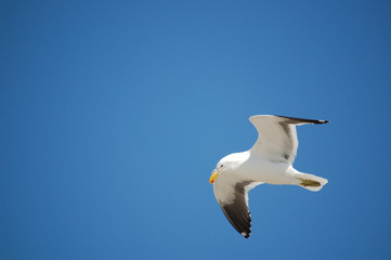 seagull in flight, Port Elizabeth - South Africa