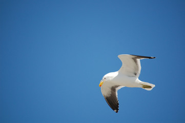 seagull in flight, Port Elizabeth - South Africa