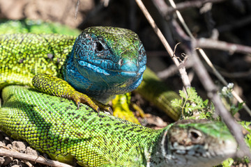 Smaragdeidechse/ Emerald Lizard