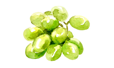 grape watercolor