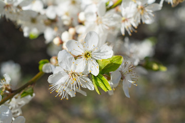 Bright and soft white apple flower on branch