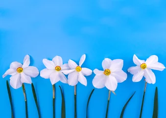 Foto op Canvas Daffodil flowers in a row on a blue background. Copy space. © Olivka888