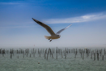 l oiseau bleu du bassin d’Arcachon