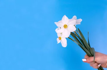 Rolgordijnen  Daffodil flowers in a female hand on a blue background. Copy space. © Olivka888