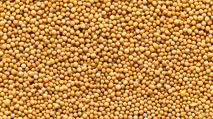 Close up yellow Mustard seeds background, texture