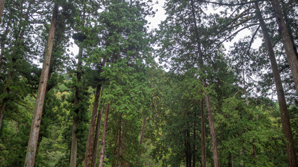 Fresh green forest for background , wallpaper with copy space