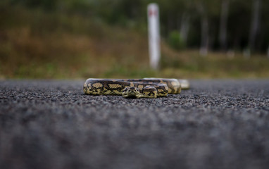 Creepy Snake on the Street near Ingham Queensland