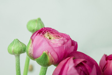 a simple bouquet of hot pink magenta ranunculus with bright green stems and leaves in a vase against a white and gray marbled background
